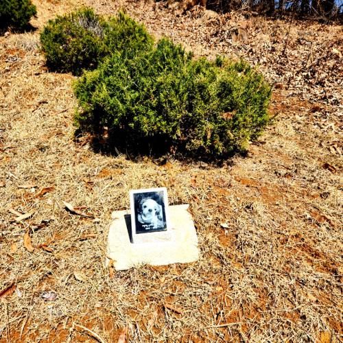 개인선산 반려동물 수목장