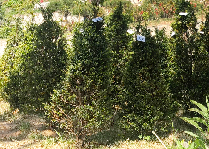 수목장 추모목 - 주목