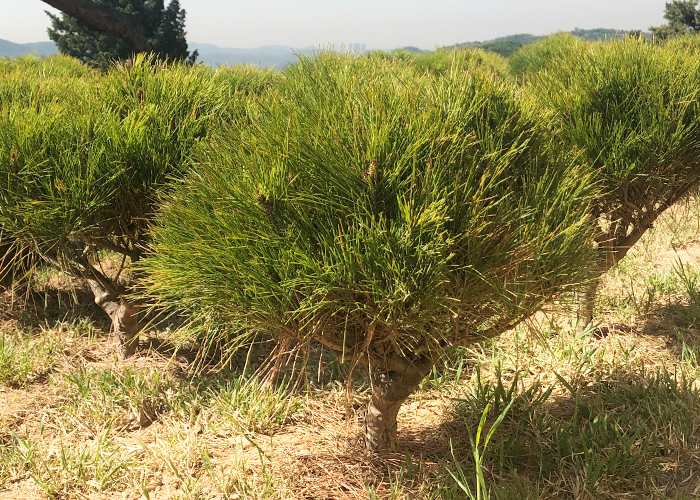 수목장 추모목 - 반송