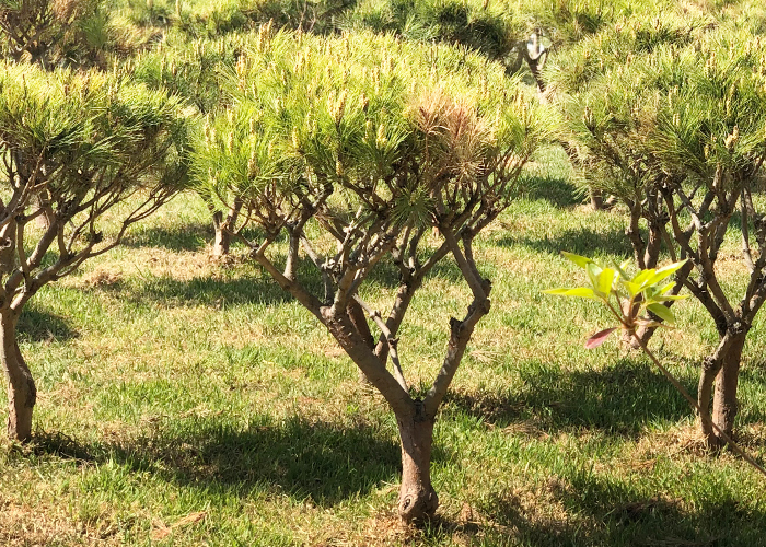 수목장 추모목 - 적송